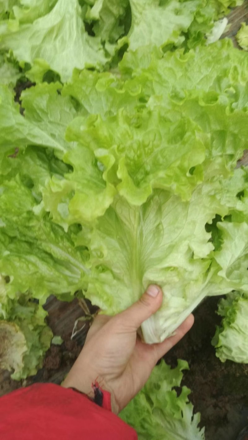 生菜精品大叶生菜黄绿叶老师