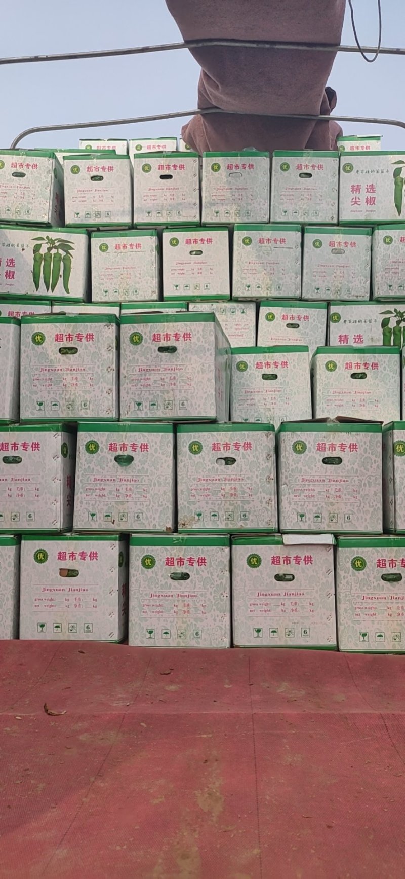 生菜精品大叶生菜黄绿叶老师