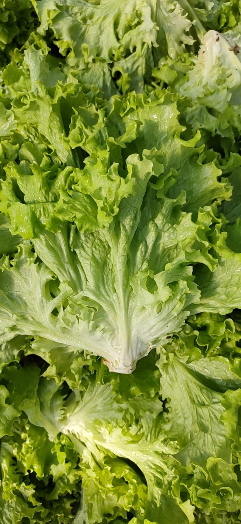 生菜精品大叶生菜黄绿叶老师