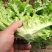 生菜精品大叶生菜黄绿叶老师