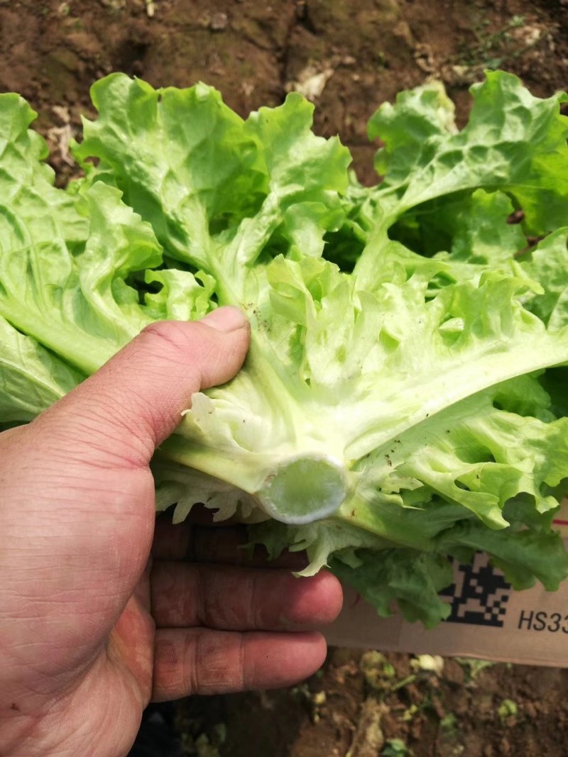 生菜精品大叶生菜黄绿叶老师