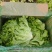 生菜精品大叶生菜黄绿叶老师