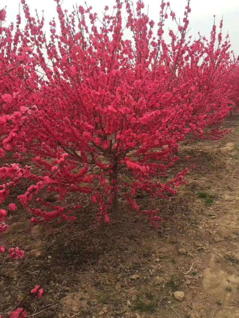 满天红碧桃，河南鄢陵货源，自家苗圃一手货源无中介。