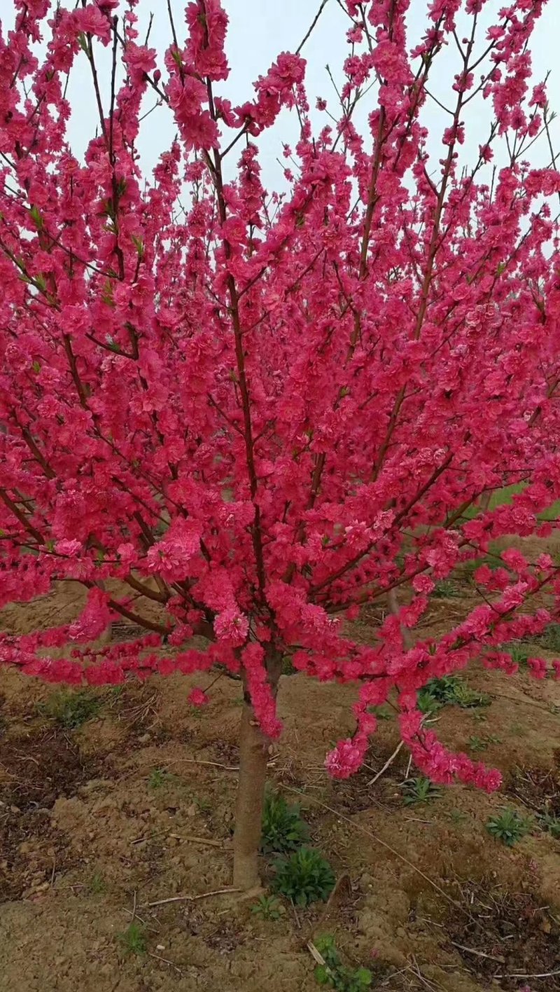 满天红碧桃，河南鄢陵货源，自家苗圃一手货源无中介。