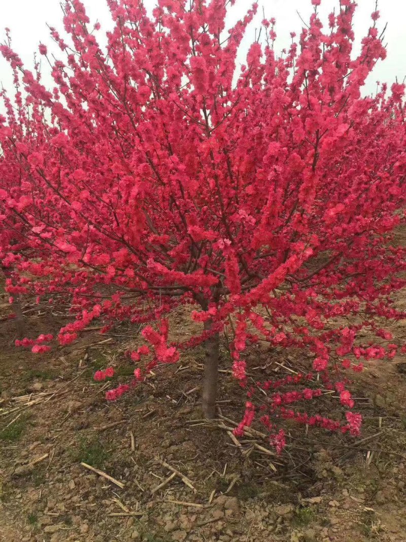 满天红碧桃，河南鄢陵货源，自家苗圃一手货源无中介。
