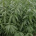 满天红碧桃，河南鄢陵货源，自家苗圃一手货源无中介。