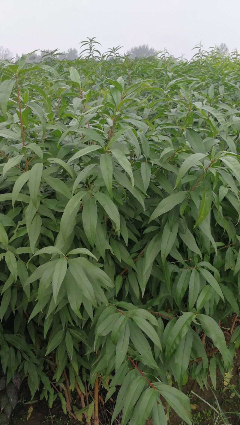 满天红碧桃，河南鄢陵货源，自家苗圃一手货源无中介。