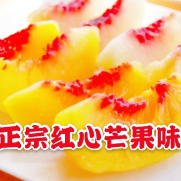 黄桃树苗炎陵黄桃苗供应早中晚熟品种齐全