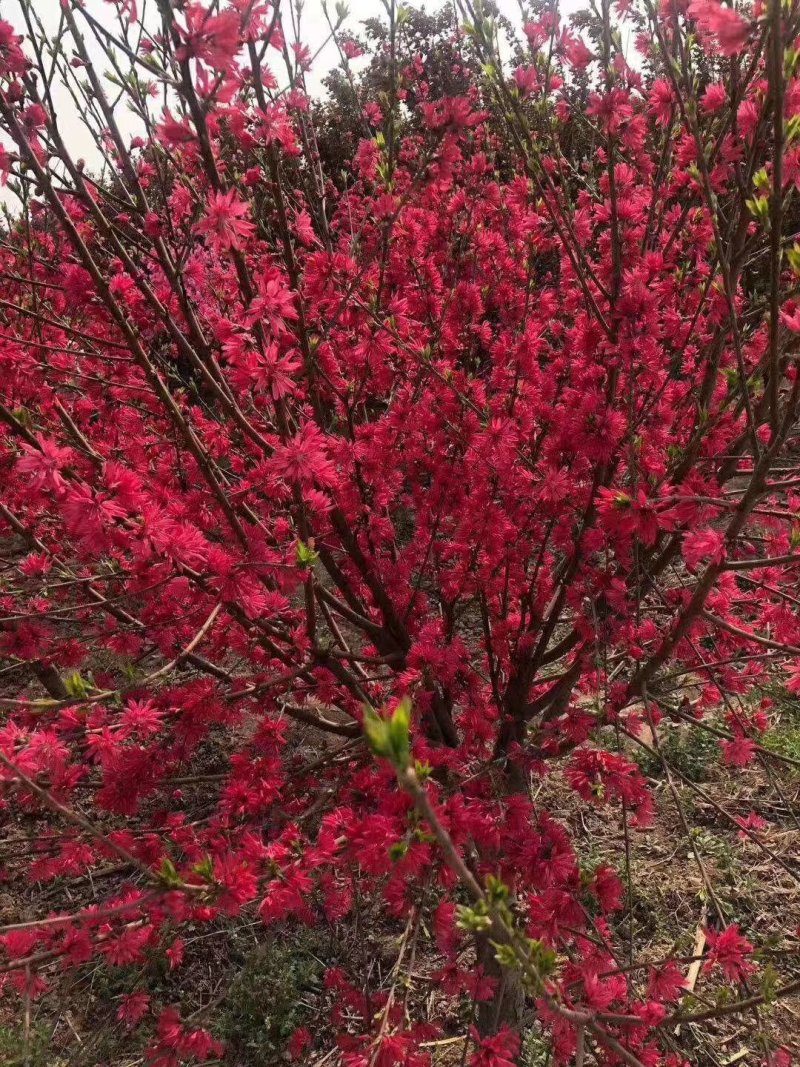 菊花碧桃，别名嫣红花桃。河南鄢陵货源无中介。