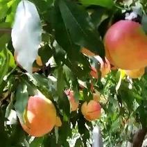 万寿红黄油桃苗双节期间成熟黄油桃芒果桃价格高晚熟丰产