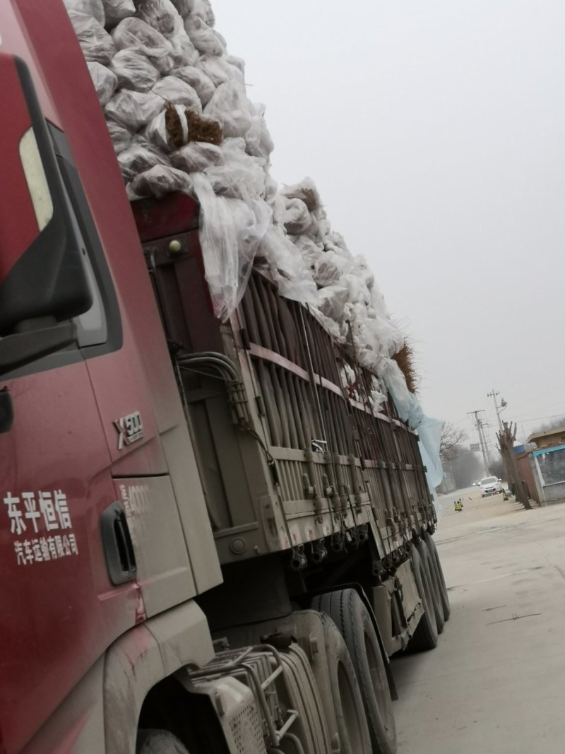 映霜红桃树苗冬雪蜜桃苗中秋晚蜜桃树齐鲁巨红桃树