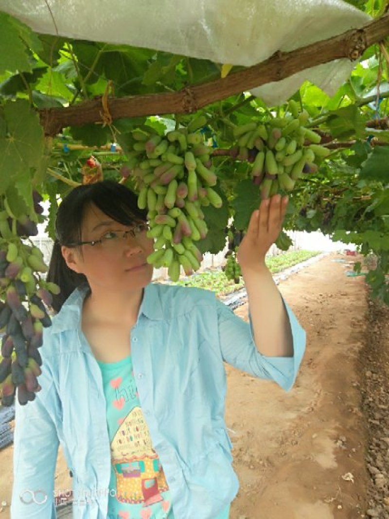 甜蜜蓝宝石葡萄苗晚熟粒子大，天然无核，糖度高可切片晒干