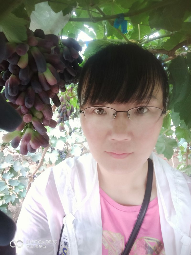 甜蜜蓝宝石葡萄苗晚熟粒子大，天然无核，糖度高可切片晒干