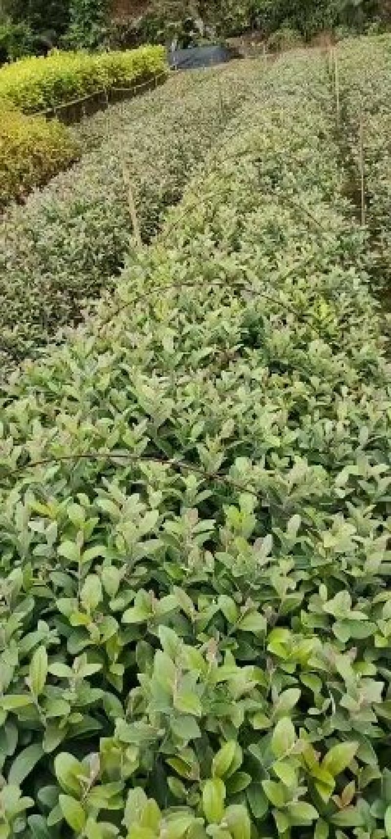 桃金娘袋苗，桃金娘场地批发