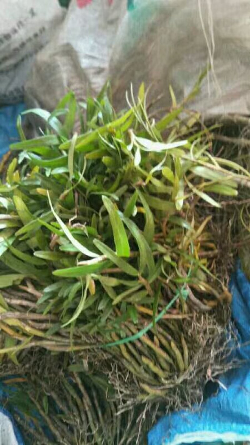 吊兰草