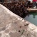 山东荣成高区新鲜湿海带大量上市自家养殖顺风车物流发货