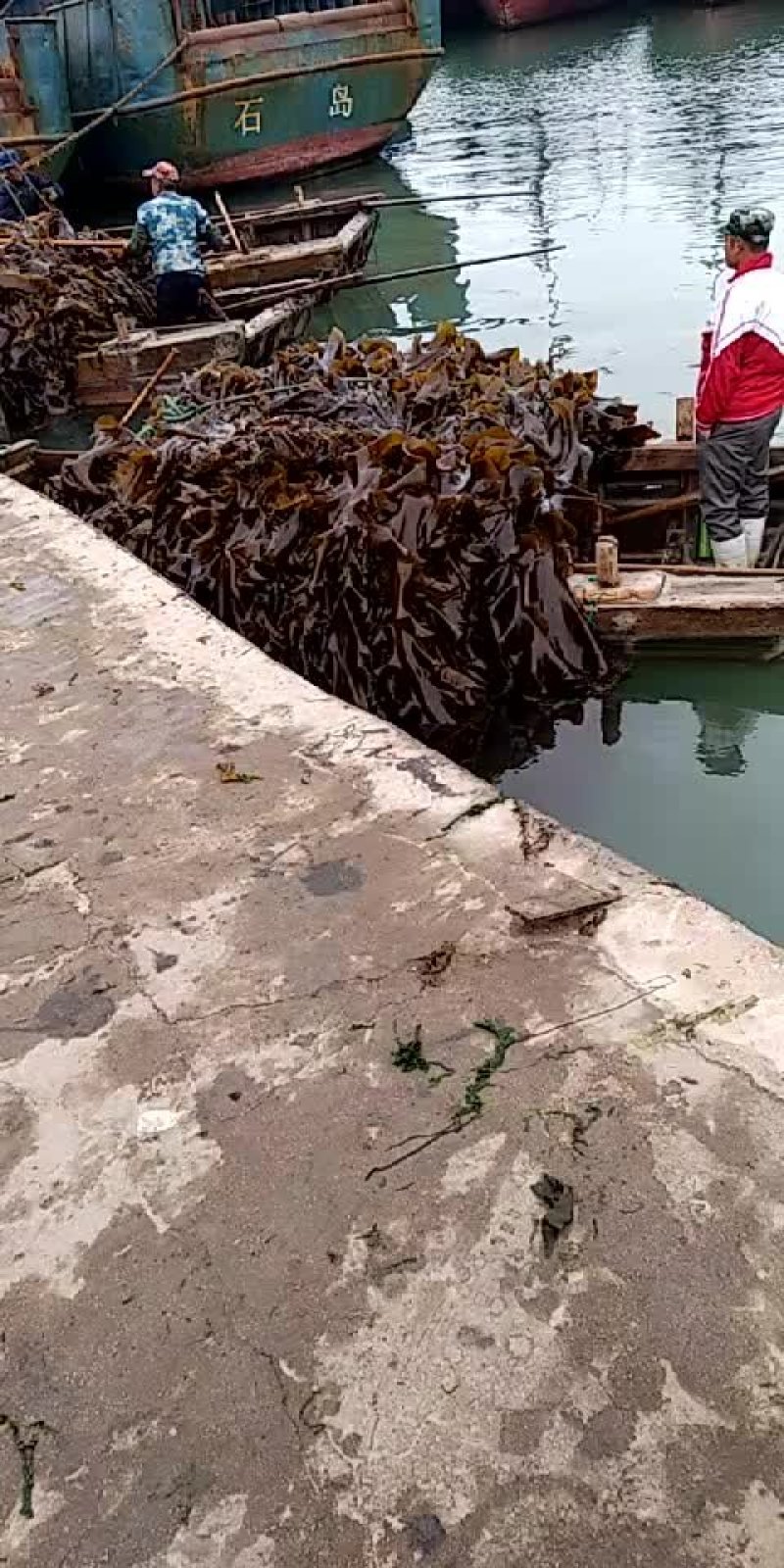 山东荣成高区新鲜湿海带大量上市自家养殖顺风车物流发货