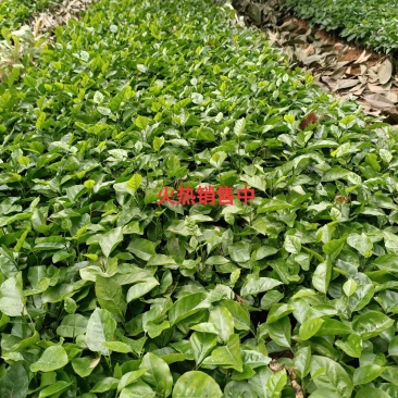 供应山黄皮果苗黄皮果小苗黄皮芽苗包邮