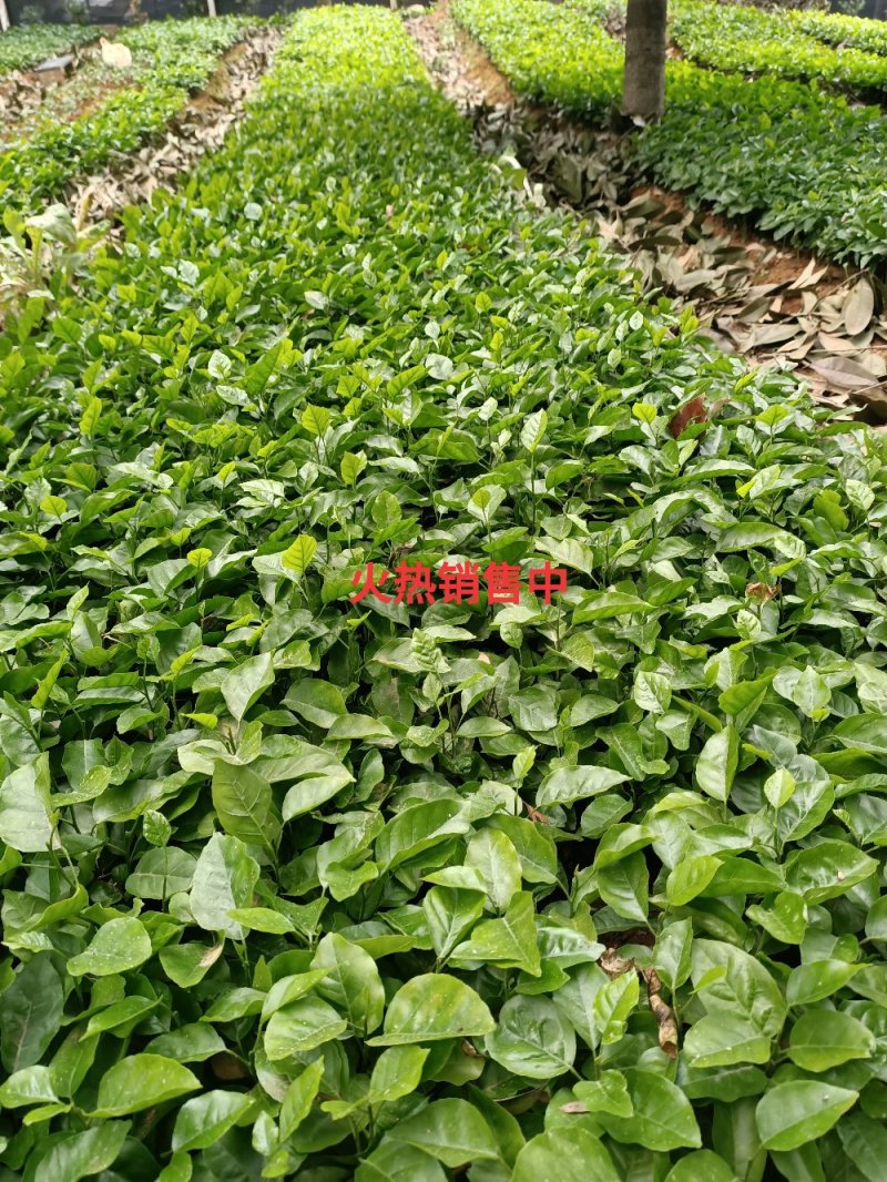 黄皮果苗黄皮果芽苗黄皮果小苗可嫁接黄皮果实生苗