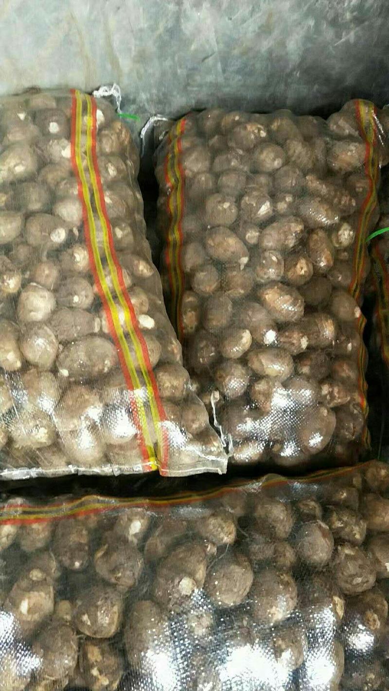 山东芋头种子品种齐全大中小球按需包装*品质保证