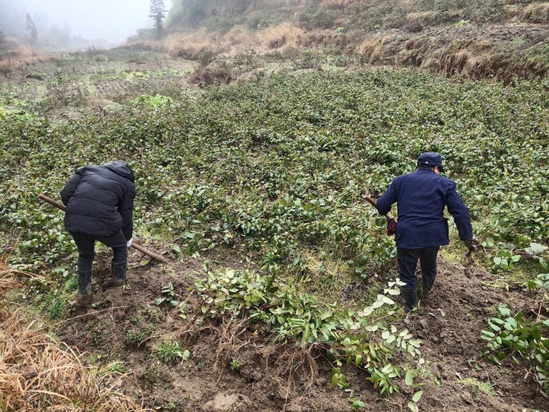 湖南湘蕾金银花王高产花期长不落蕾易采摘成本低效益高