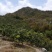 三亚崖城200亩芒果基地出租或合作