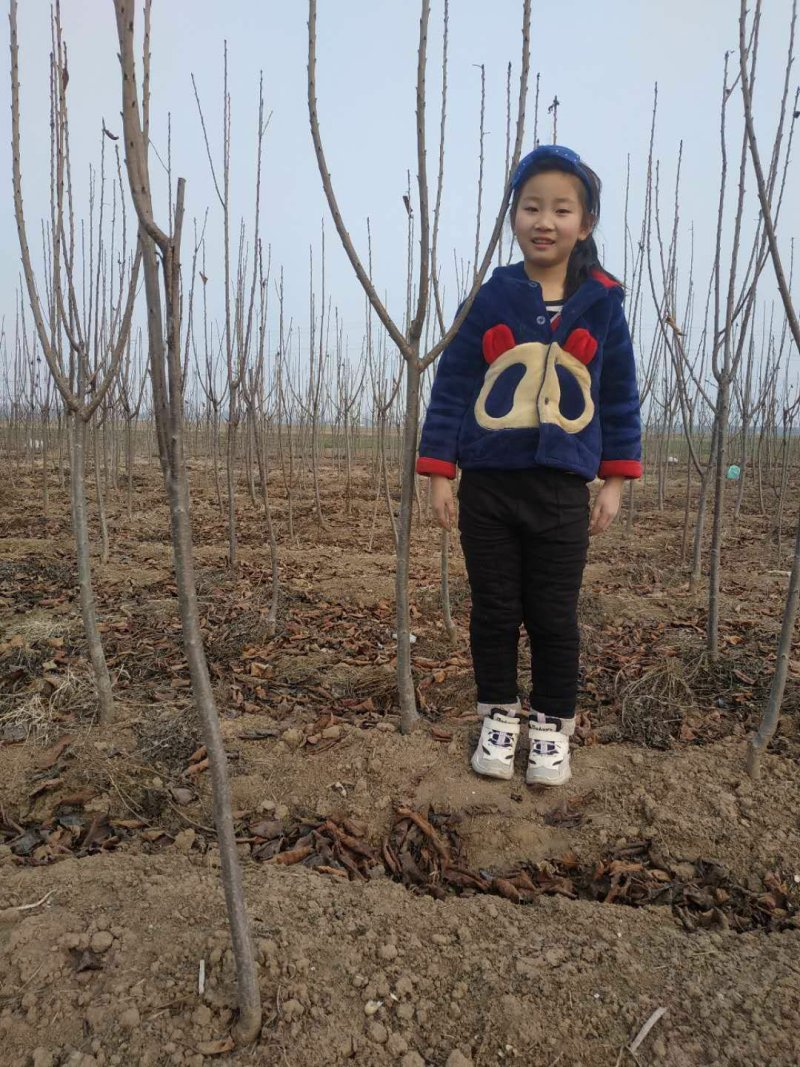 3公分樱桃苗，美早樱桃苗4公分，樱桃苗5公分，车厘子苗