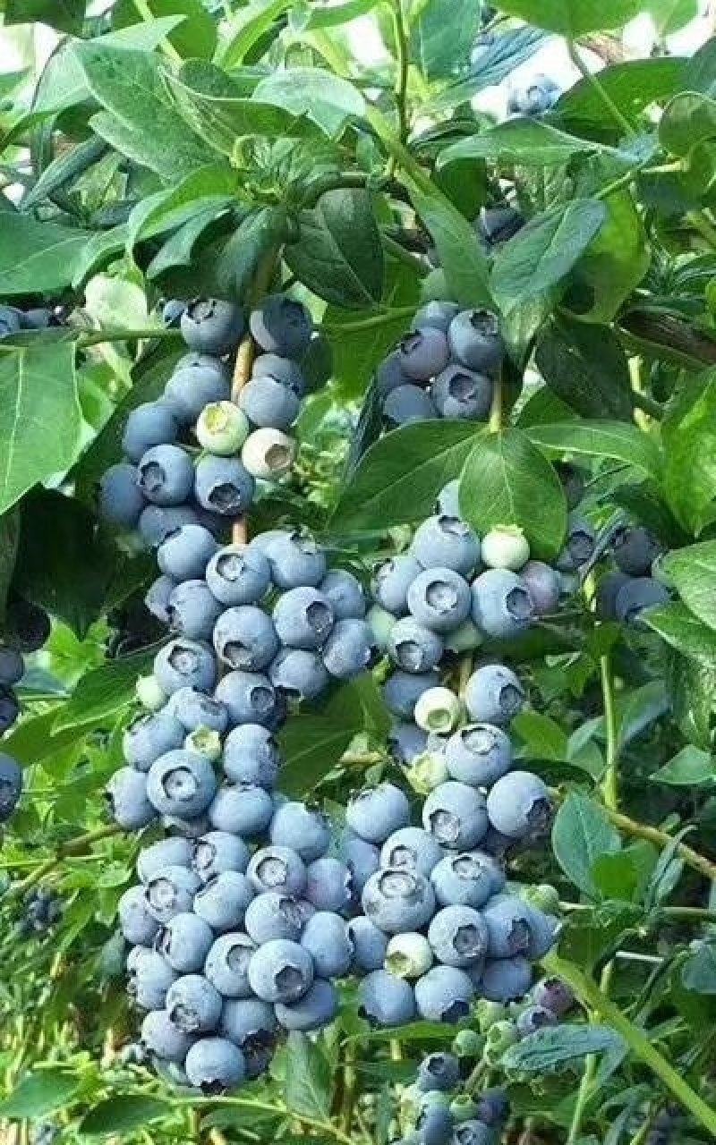 蓝莓苗裕民苗木专业合作社