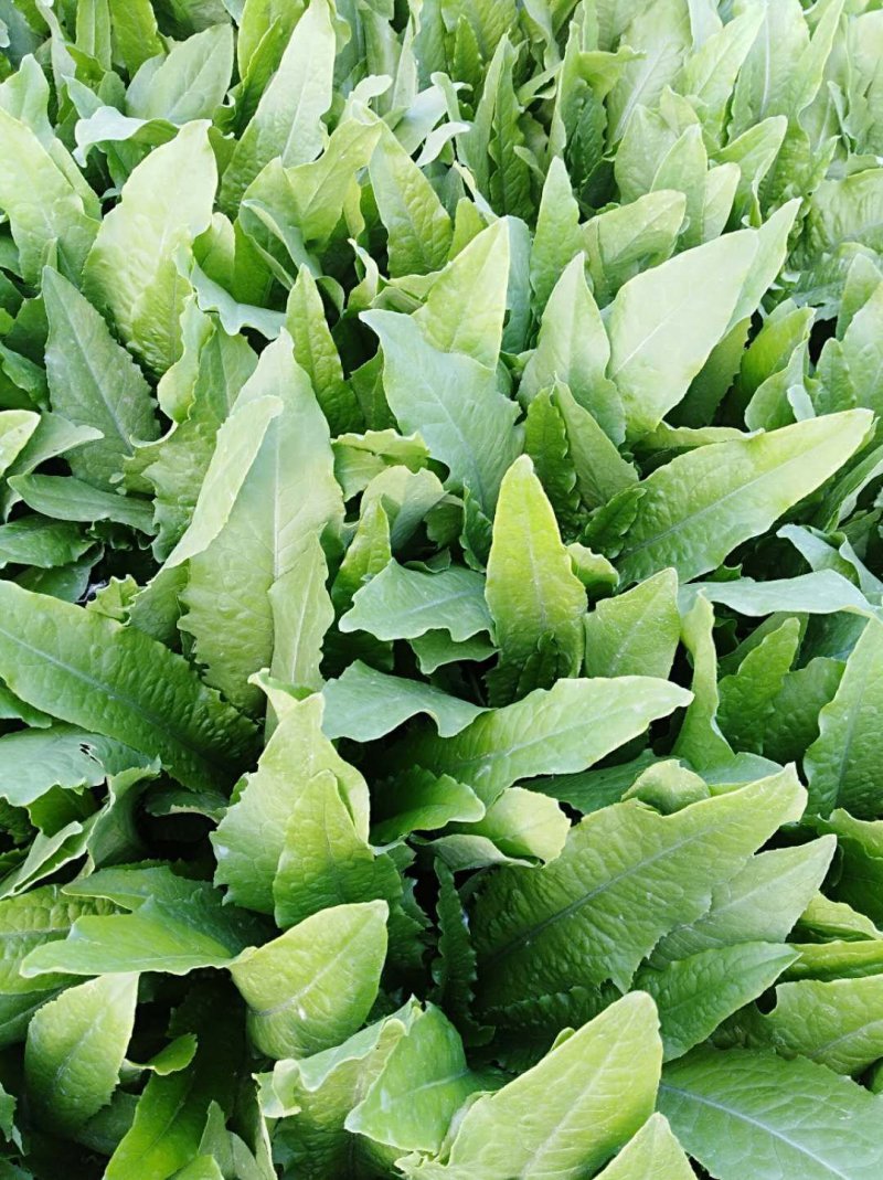 山东曹县油麦菜常年供应代收代发！对接批发全国