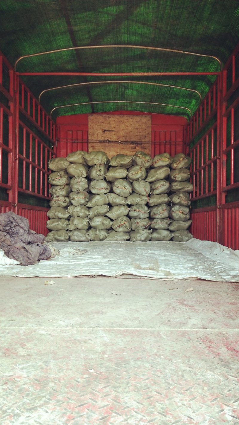 开封青萝卜，可走市场可供电商1.5斤左右起热卖中！