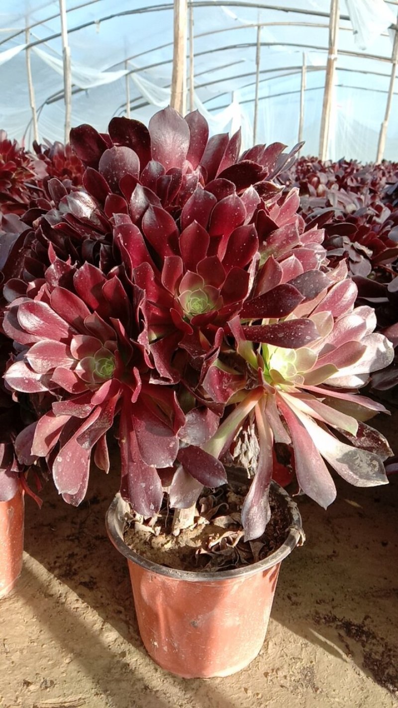 多肉植物法师欧版紫羊绒品种多多，欢迎新老客户选购