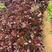 多肉植物法师欧版紫羊绒品种多多，欢迎新老客户选购