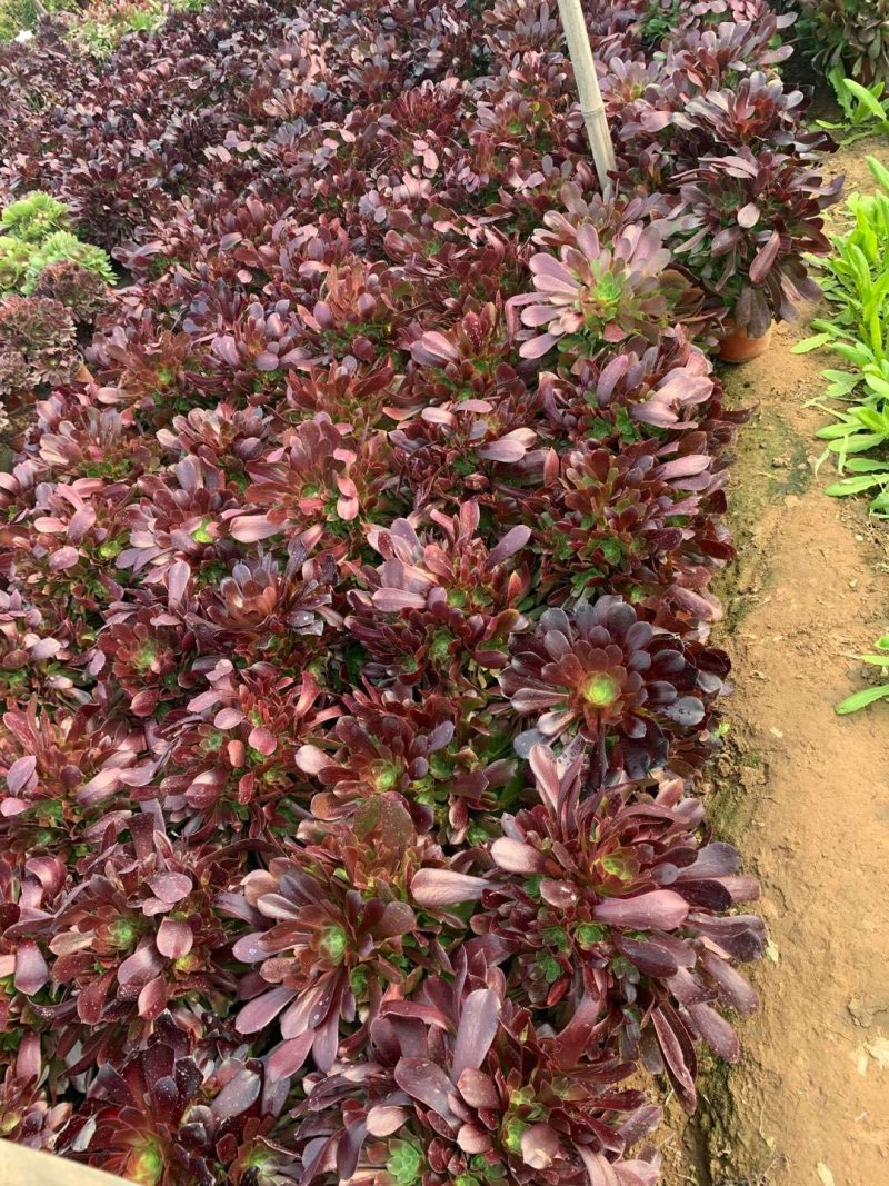 多肉植物法师欧版紫羊绒品种多多，欢迎新老客户选购