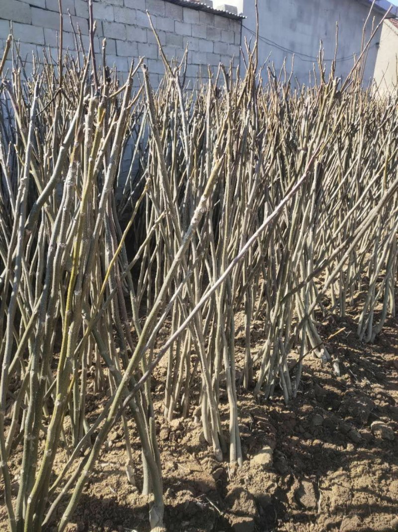 8518品种核桃苗/辽核/香玲等核桃苗品种丰富质量保证