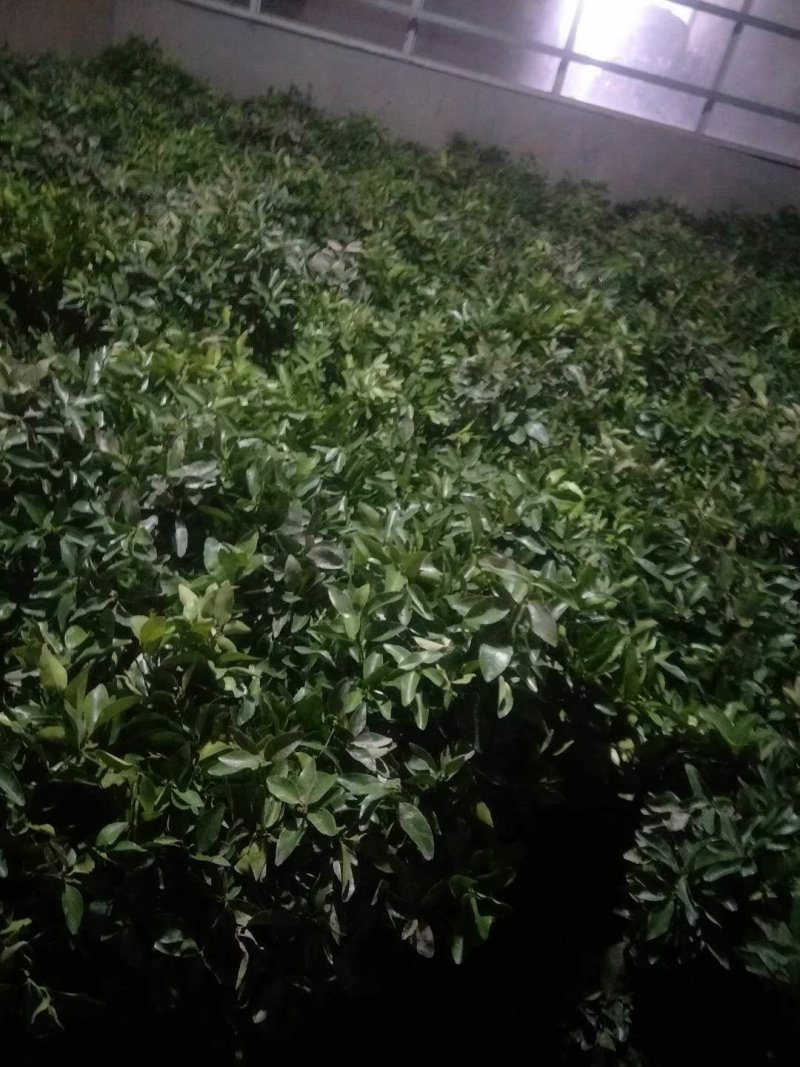 脆皮金桔苗优质嫁接苗基地实图拍摄欢迎考察两证一签