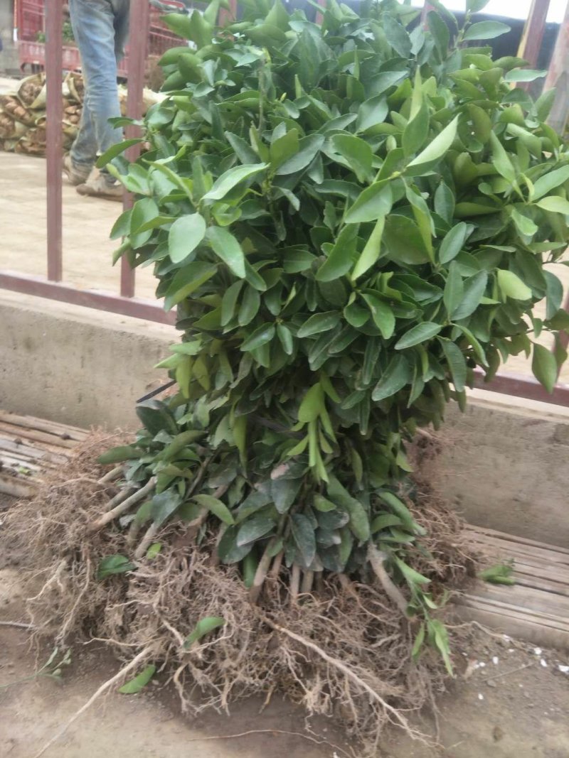 脆皮金桔苗优质嫁接苗基地实图拍摄欢迎考察两证一签