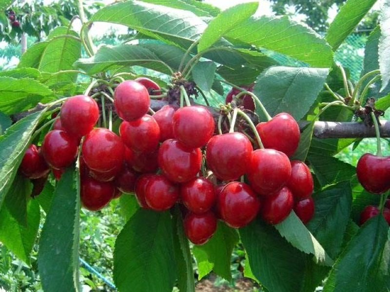 红灯笼樱桃苗2年80cm以上