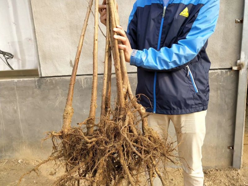 红灯笼樱桃苗2年80cm以上