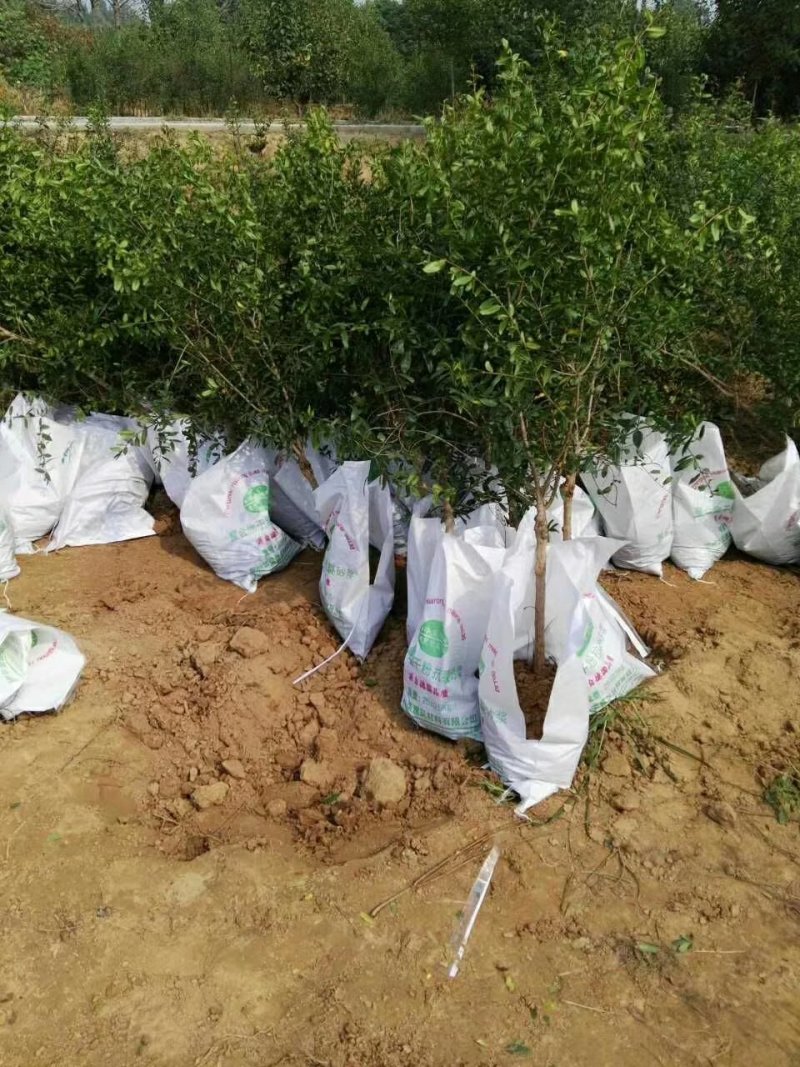 突尼斯软籽石榴苗老少皆宜种植技术指导口感独特包邮