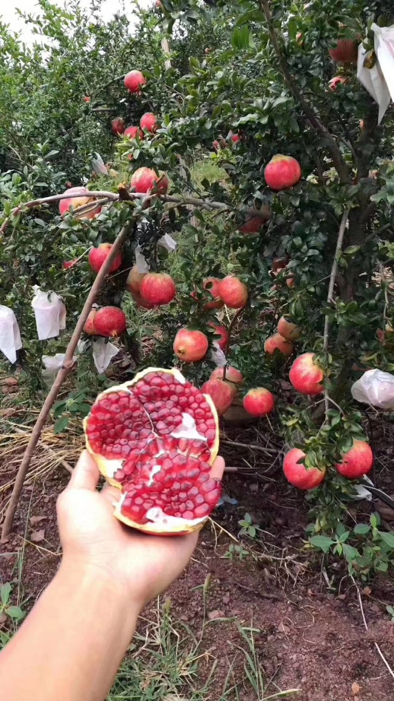 突尼斯软籽石榴苗老少皆宜种植技术指导口感独特包邮