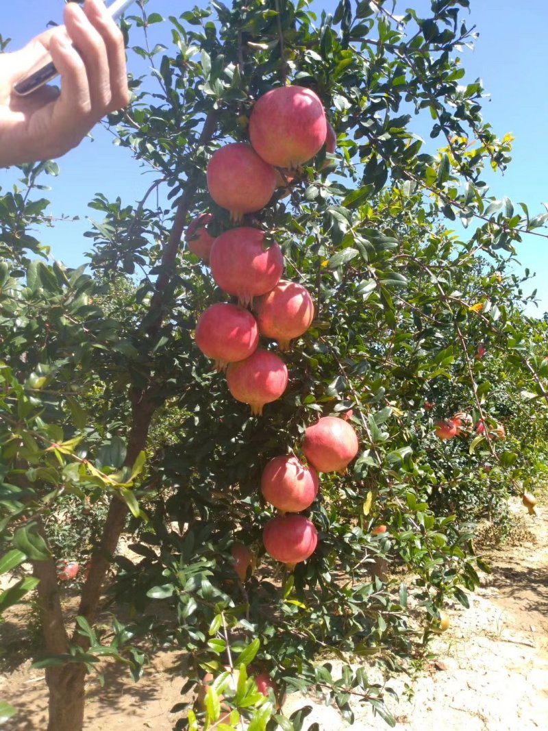 突尼斯软籽石榴苗老少皆宜种植技术指导口感独特包邮