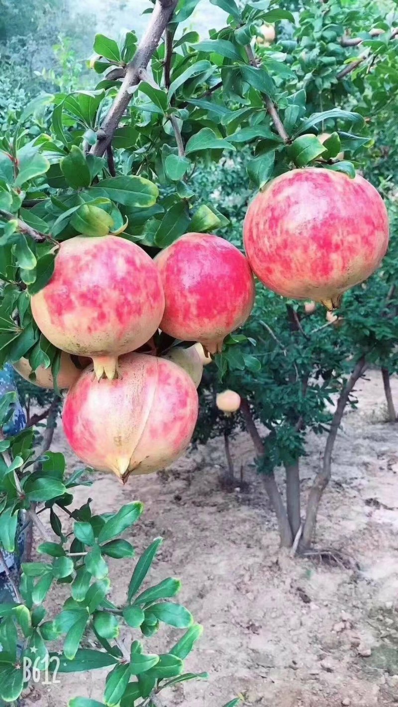 突尼斯软籽石榴苗老少皆宜种植技术指导口感独特包邮