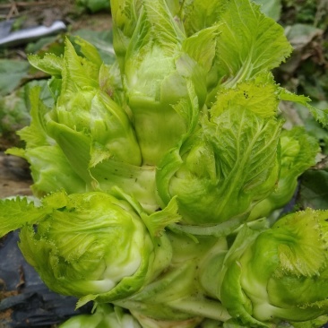 贵州儿菜
