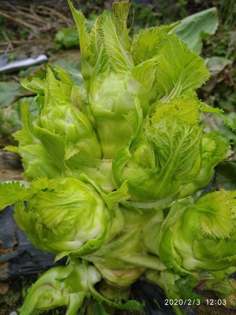 贵州儿菜