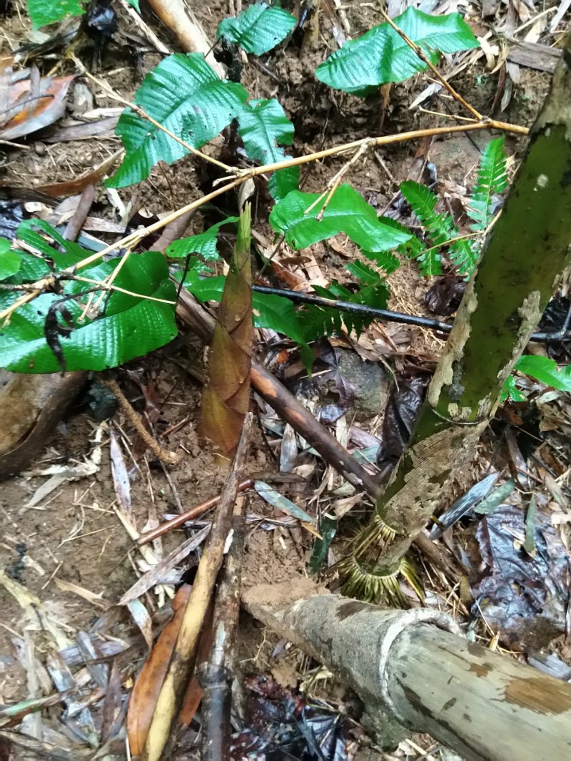 甜笋广西春笋当天现挖每日供应高山春笋竹笋不下肥不打药