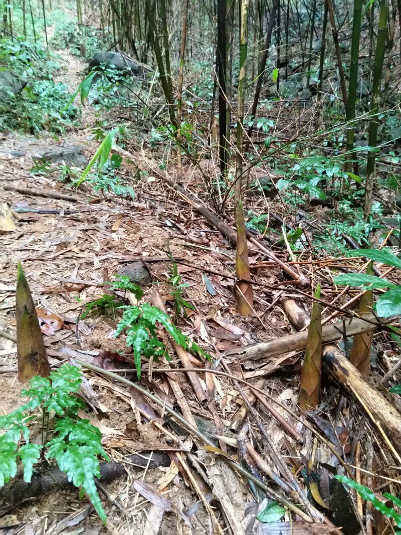 甜笋广西春笋当天现挖每日供应高山春笋竹笋不下肥不打药