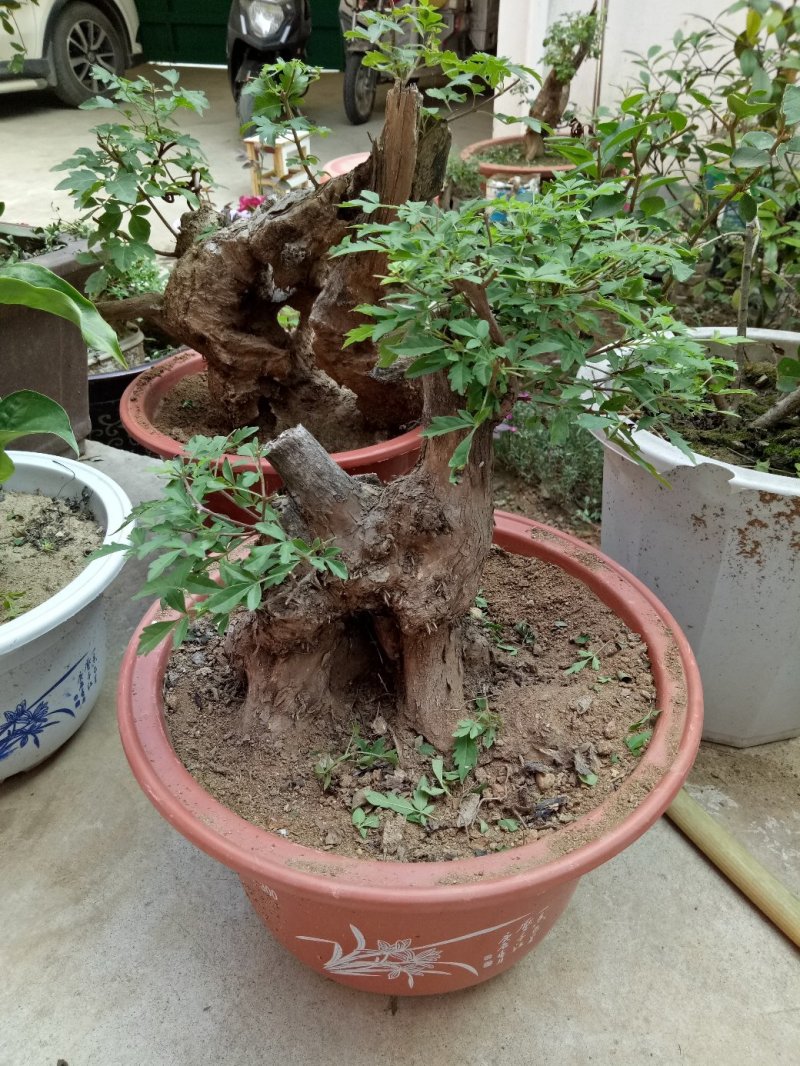 黄荆