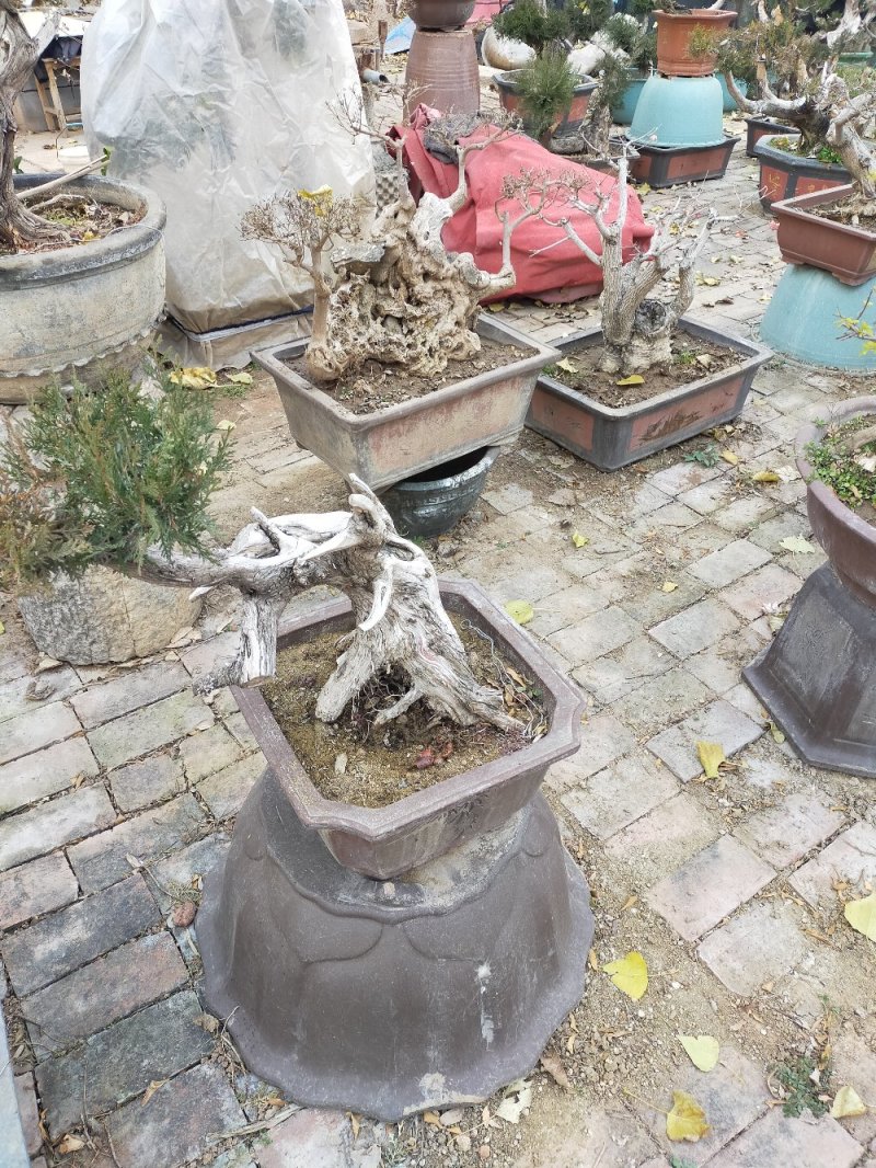 黄荆