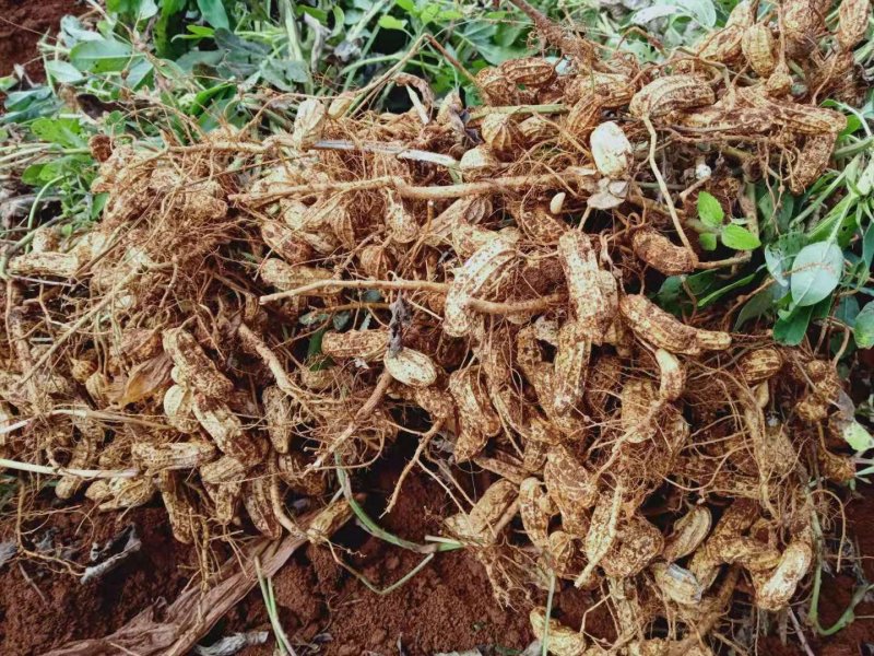 云南五彩花生以及花生米
