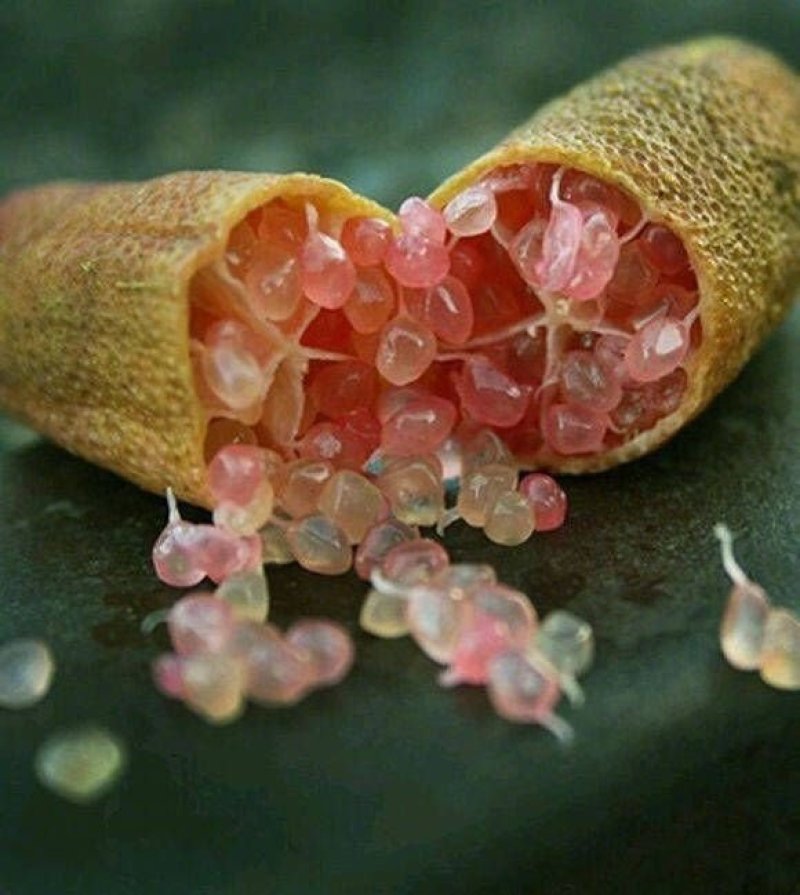 指橙！进口水果！手指柠檬